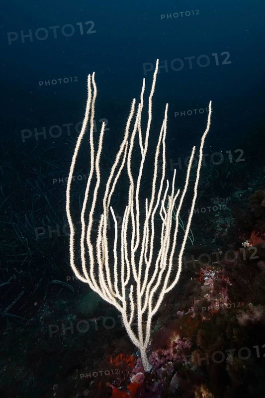 White, filigree coral species, white gorgonia (Eunicella singularis) in the Mediterranean near Hyères, Giens peninsula diving site, Porquerolles, Provence, Côte d'Azur, France