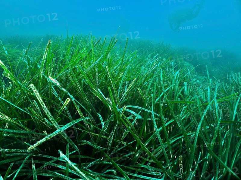 Dense growth of Neptune grass (Posidonia oceanica) underwater with a diver in the background in the Mediterranean near Hyères, Giens peninsula diving site, Porquerolles, Provence, Côte d'Azur, France
