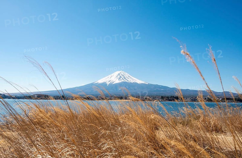 Dry reeds on the shores of Lake Kawaguchi with volcano Mt. Fuji, Yamanashi Prefecture, Japan
