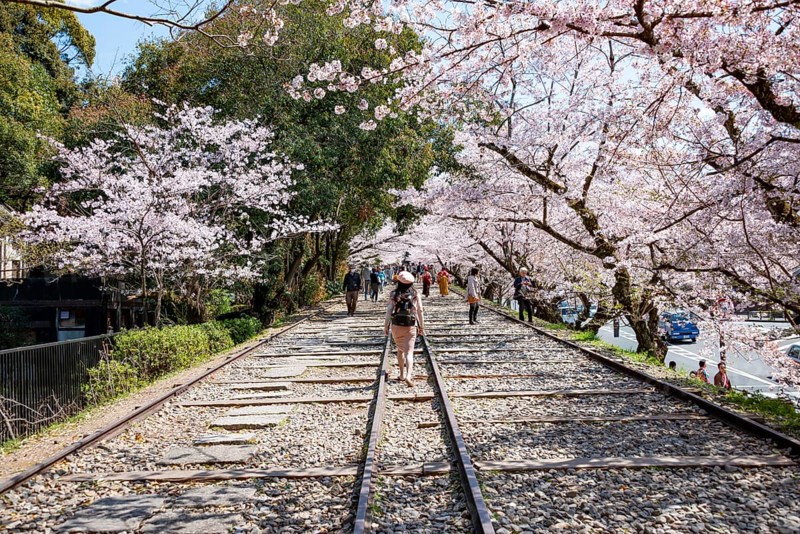 Keage Incline, Old Tracks, Blooming Cherry Trees on Disused Tracks, Hanami, Cherry Blossoms in Spring, Kyoto, Japan