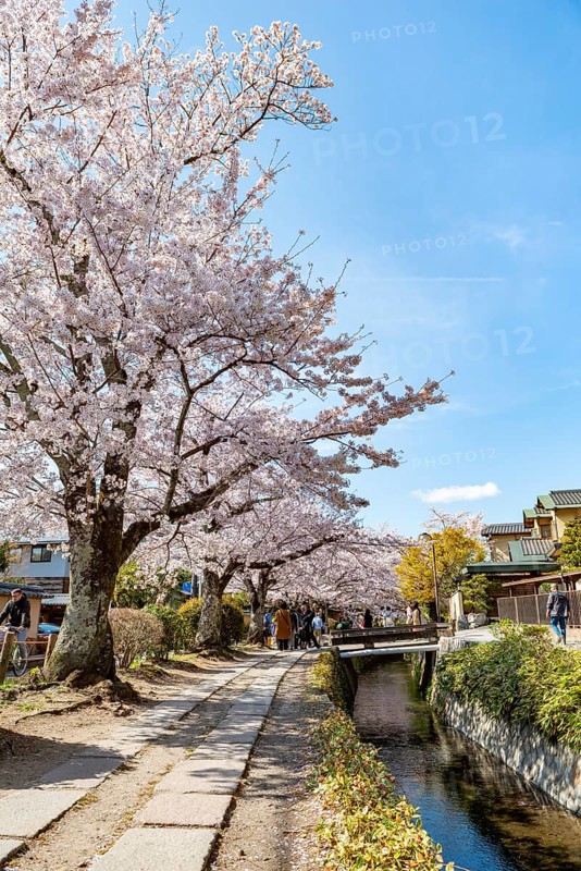 Footpath along a canal, cherry blossoms in spring, Philosopher's Path or Tetsugaku no michi, Kyoto, Japan