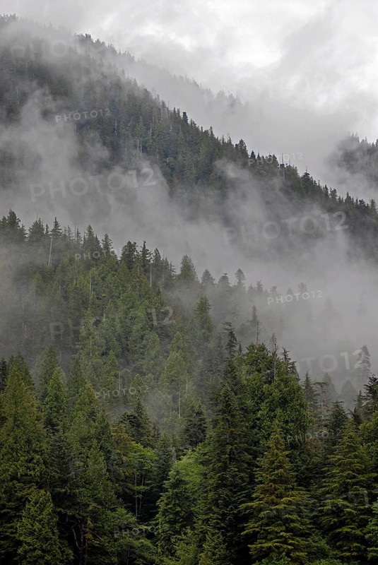 Coastal rainforest, near Hartley Bay, Queen Charlotte Strait, British Columbia, Canada