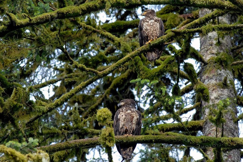White-tailed eagle on a tree, coastal rainforest, near Hartley Bay, Queen Charlotte Strait, British Columbia, Canada