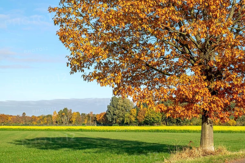 Red oak (Quercus rubra) in autumn, Münsterland, North Rhine-Westphalia, Germany