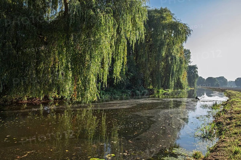 A quiet river landscape with hanging willows and green surroundings, Dinkel River, Heek-Nienborg, Münsterland, North Rhine-Westphalia, Germany