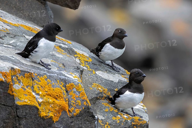 Three little auks, dovekies (Alle alle) perched on rock on top of sea cliff along the Arctic Ocean coast, Svalbard, Spitsbergen, Norway