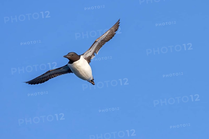 Thick-billed murre, Brünnich's guillemot (Uria lomvia lomvia) flying against blue sky in summer, Svalbard, Spitsbergen