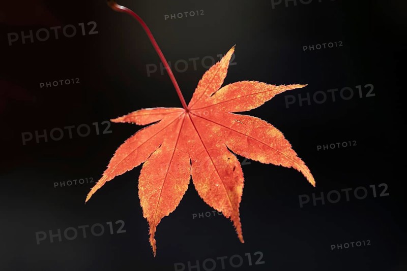 Red fan maple (Acer palmatum atropurpureum) leaf in backlight, Bavaria, Germany