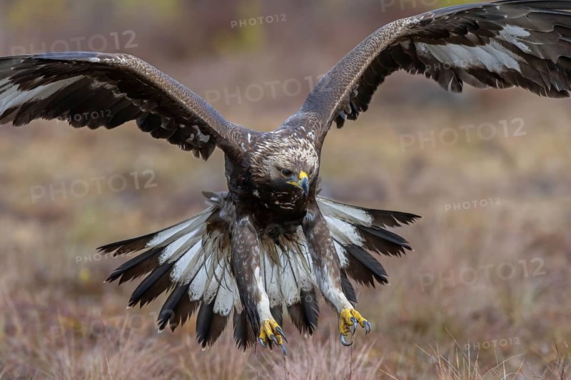 European golden eagle (Aquila chrysaetos chrysaetos) juvenile showing large talons in flight while landing in moorland, heathland in winter
