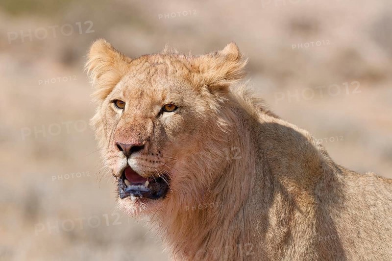 African lion (Panthera leo), young male, looking at camera, head close-up, alert, animal portrait, Kgalagadi Transfrontier Park, Northern Cape, South Africa