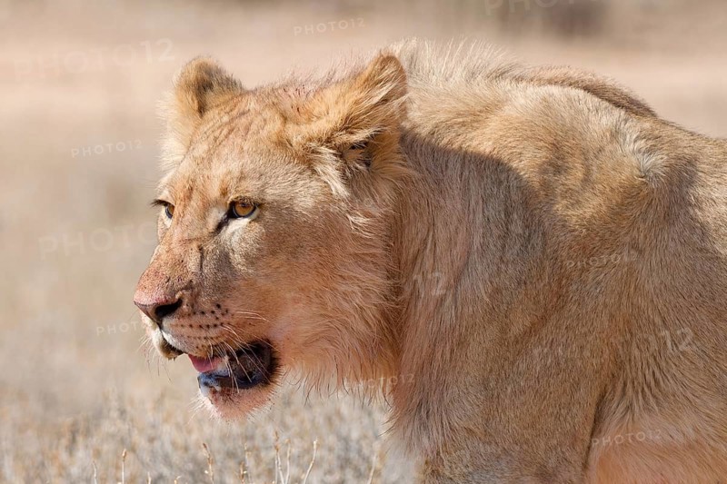 African lion (Panthera leo), young male walking, head close-up, alert, Kgalagadi Transfrontier Park, Northern Cape, South Africa