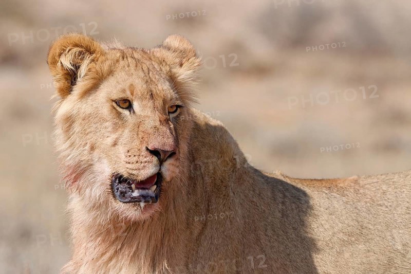 African lion (Panthera leo), young male, looking towards camera, head close-up, alert, Kgalagadi Transfrontier Park, Northern Cape, South Africa