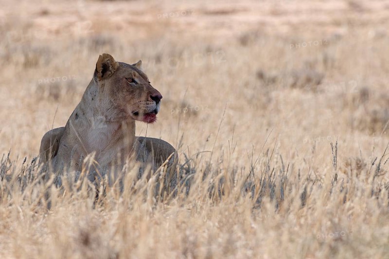 African lioness (Panthera leo), adult female resting in the shade, in tall dry grass, alert, Kgalagadi Transfrontier Park, Northern Cape, South Africa