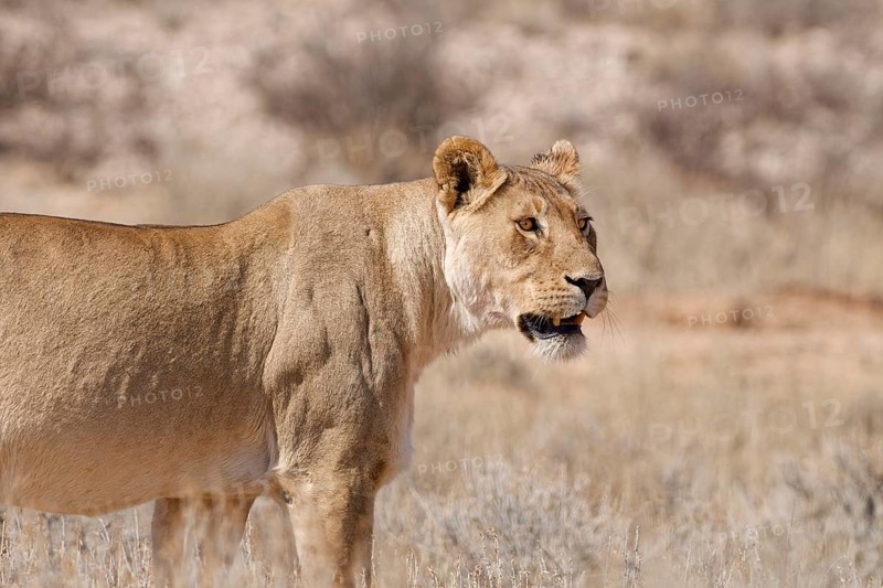 African lioness (Panthera leo), adult female standing in tall dry grass, alert, Kgalagadi Transfrontier Park, Northern Cape, South Africa