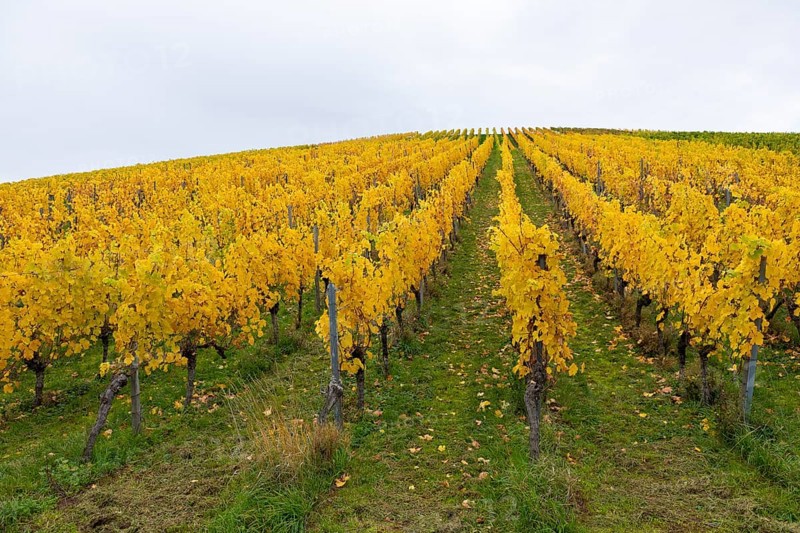 Rows of vines with yellow leaves in autumn. Symmetrical pattern on green ground, near Strümpfelbach im Remstal, Baden-Württemberg, Germany