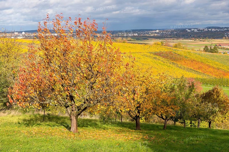 Colourful fruit trees and vineyards stretch under a dramatic sky in the distance, near Strümpfelbach im Remstal, Baden-Württemberg, Germany