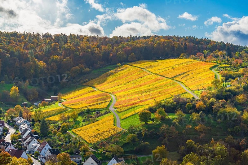 Golden vines on a hilly area in sunny autumn weather, Strümpfelbach im Remstal, Baden-Württemberg, Germany