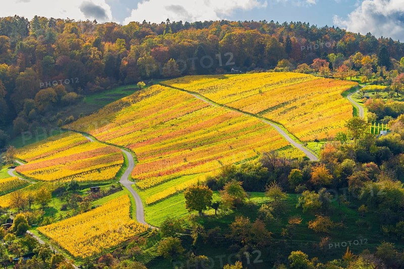 Sunny vineyard in autumn with yellow rows in hilly area, near Strümpfelbach im Remstal, Baden-Württemberg, Germany