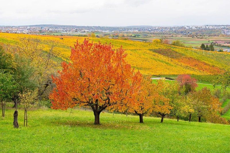 Red cherry trees with red leaves in front of colorful vineyards under lively skies, near Strümpfelbach im Remstal, Baden-Württemberg, Germany