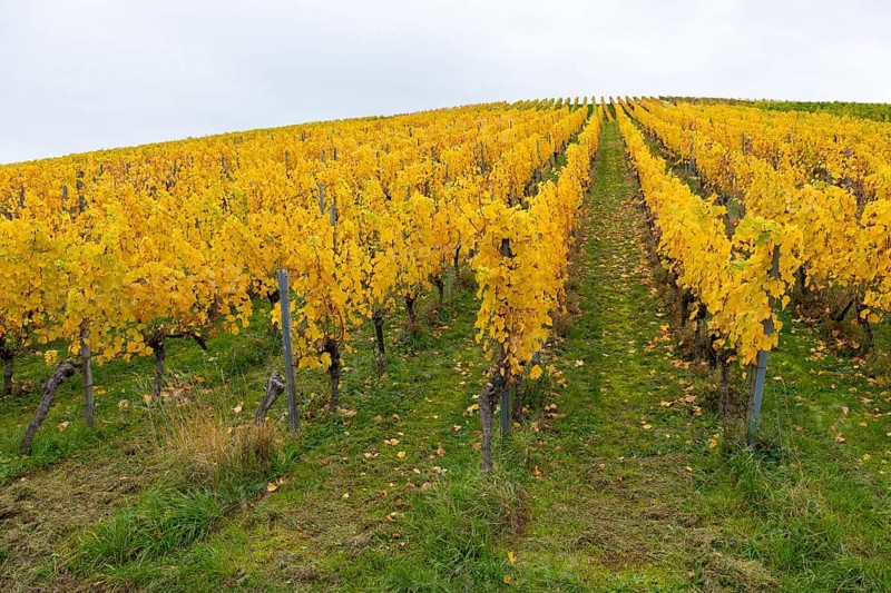 Symmetry in a vineyard with yellow leaves in autumn. Green base, near Strümpfelbach im Remstal, Baden-Württemberg, Germany