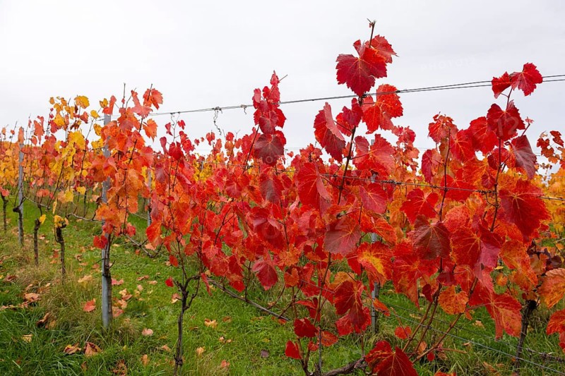 Vineyard with red leaves in autumn. Vivid colors on green grass and grey sky, near Strümpfelbach im Remstal, Baden-Württemberg, Germany