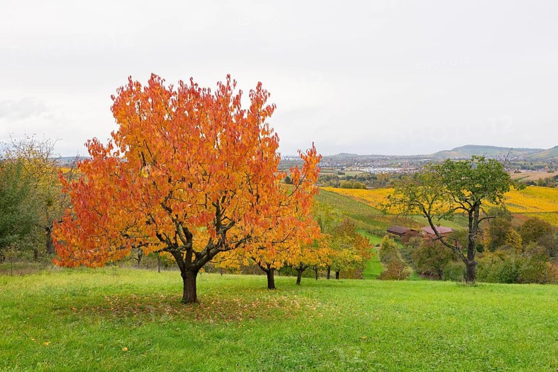 Red cherry trees with orange leaves in a hilly landscape, near Strümpfelbach im Remstal, Baden-Württemberg, Germany