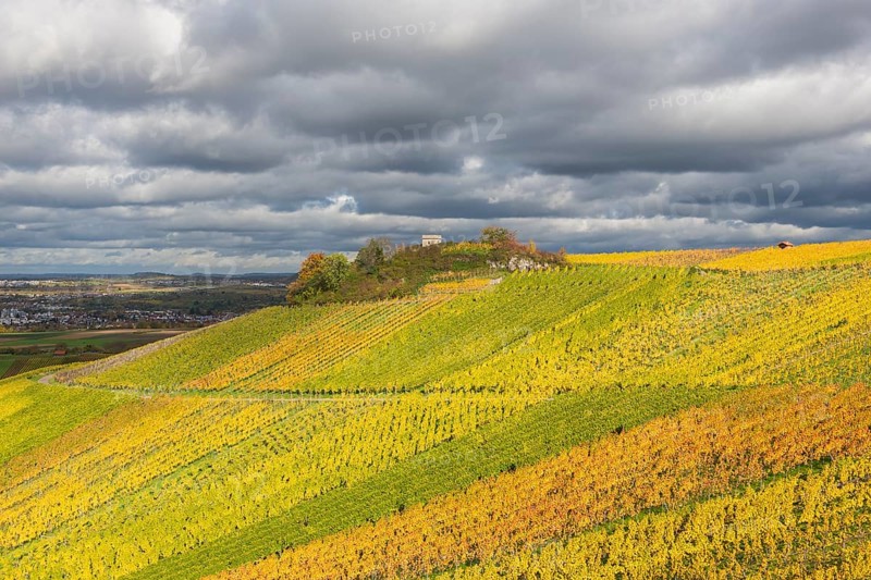 Glowing vineyards under a cloudy sky spread an autumnal atmosphere in the countryside, Schützenhüttle-Esel, near Strümpfelbach im Remstal, Baden-Württemberg, Germany
