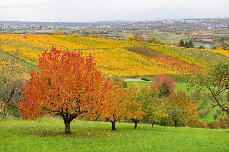 Cherry trees with red leaves in an autumn landscape with vineyards in the background, near Strümpfelbach im Remstal, Baden-Württemberg, Germany