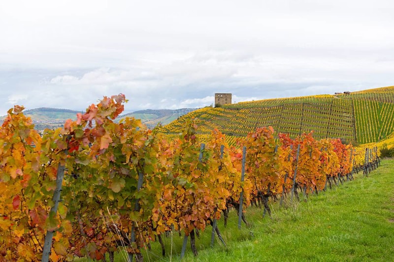 Vineyard in autumn with red and yellow leaves. Hilly landscape in the background, near Stetten im Remstal, Baden-Württemberg, Germany