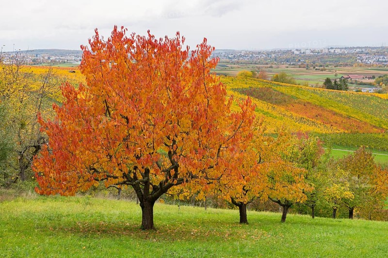 Red cherry trees with autumn-colored foliage in a hilly landscape, near Strümpfelbach im Remstal, Baden-Württemberg, Germany