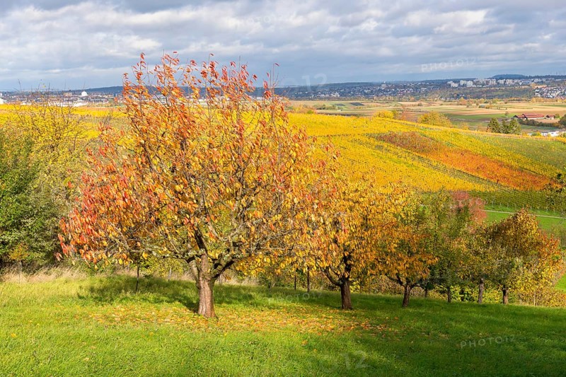 Trees covered with leaves in a slightly hilly autumn landscape, near Strümpfelbach im Remstal, Baden-Württemberg, Germany