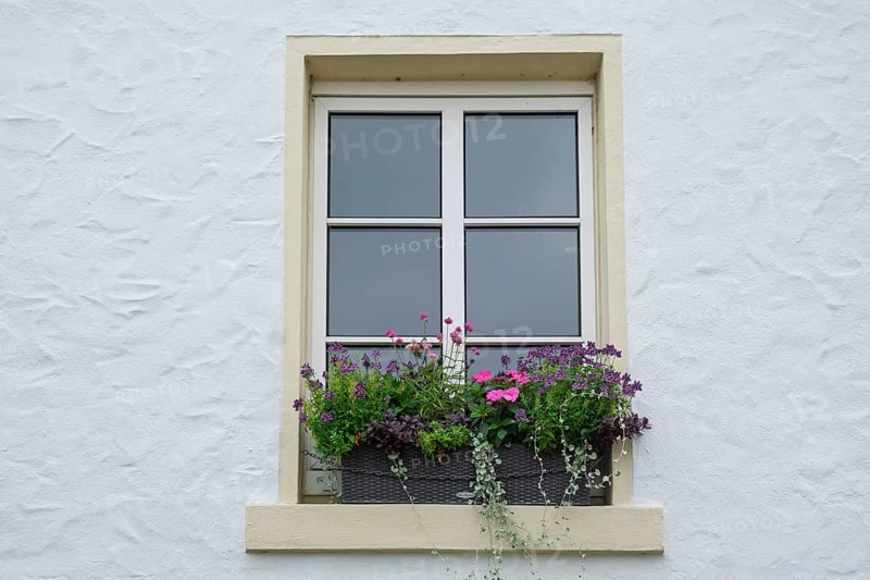 Modern white window with flower box full of colorful blooming plants, Münsterland, North Rhine-Westphalia, Germany