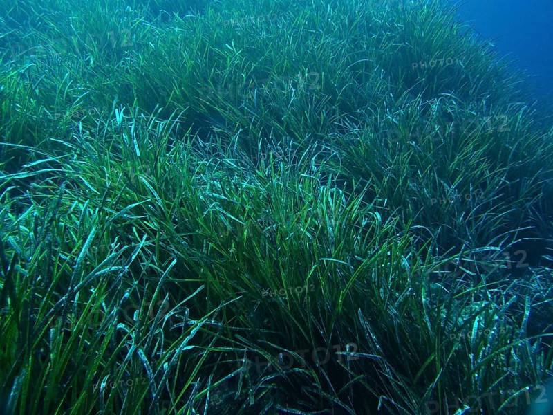 Dense seagrass meadow of Neptune's grass (Posidonia oceanica) under water that covers the seabed in the Mediterranean near Hyères, Giens peninsula diving site, Porquerolles, Provence, Côte d'Azur, France