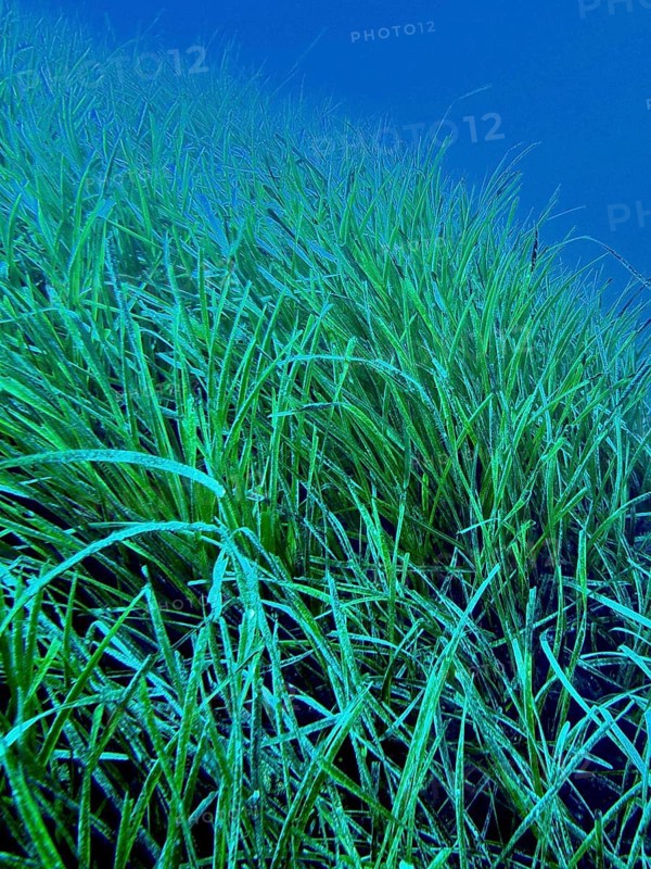 Dense seagrass, Neptune grass (Posidonia oceanica), underwater in the ocean extending into the depths of the Mediterranean near Hyères, Giens peninsula diving site, Porquerolles, Provence, Côte d'Azur, France
