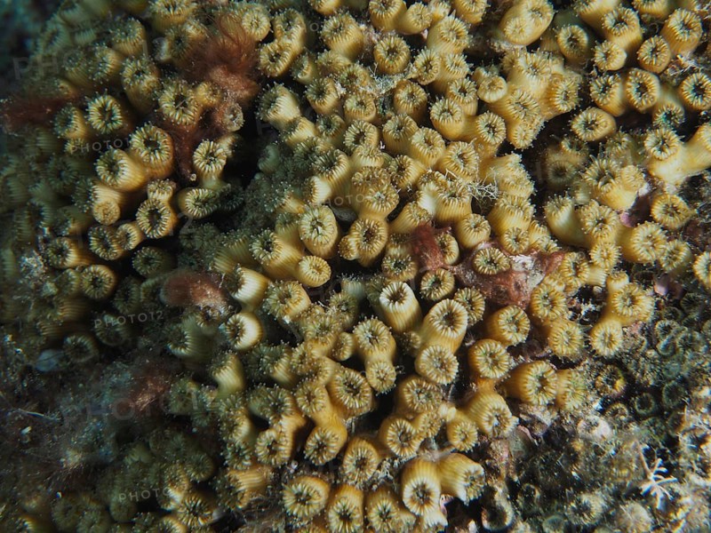 Close-up of lawn coral (Cladocora caespitosa) with detailed patterns on the seabed in the Mediterranean near Hyères, Giens peninsula diving site, Porquerolles, Provence, Côte d'Azur, France