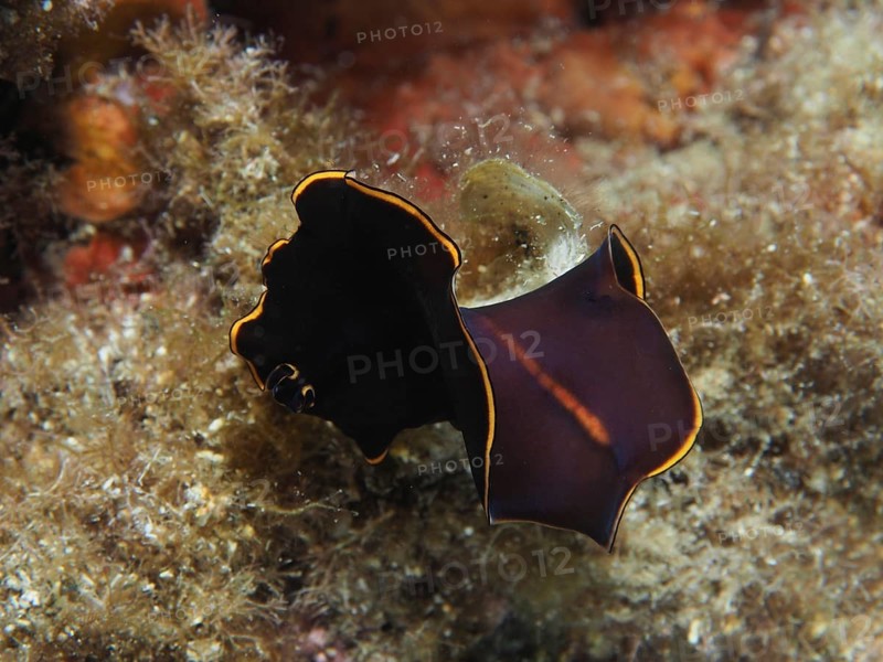 Black yellow-burn flatworm (Prostheceraeus splendidus), swirl worm, with yellow border on algae-covered seabed in the Mediterranean near Hyères, Giens peninsula diving site, Porquerolles, Provence, Côte d'Azur, France