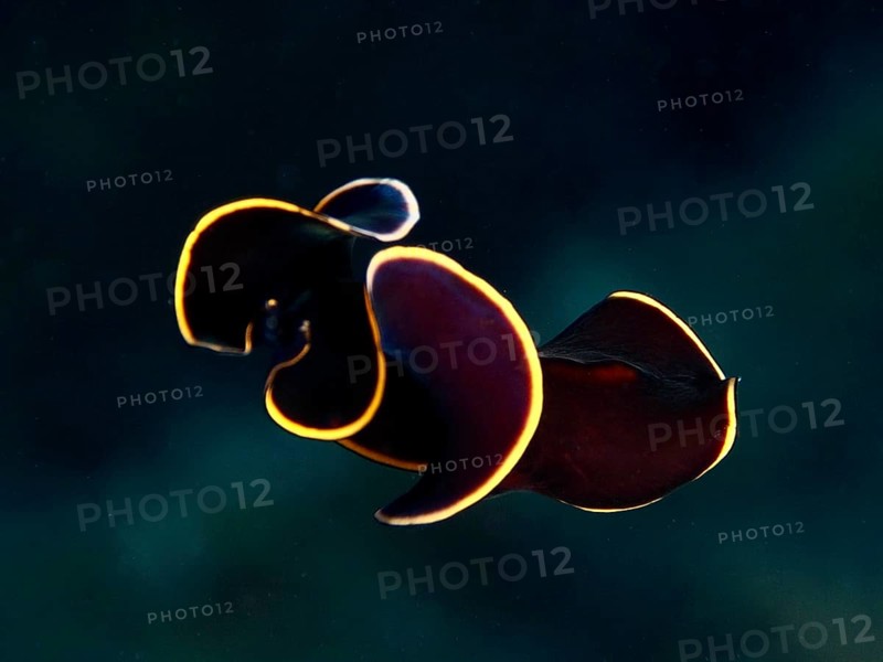 Black yellow-burn flatworm (Prostheceraeus splendidus), swirl worm, with bright yellow border in the blue water in the Mediterranean near Hyères, Giens Peninsula dive site, Porquerolles, Provence, Côte d'Azur, France