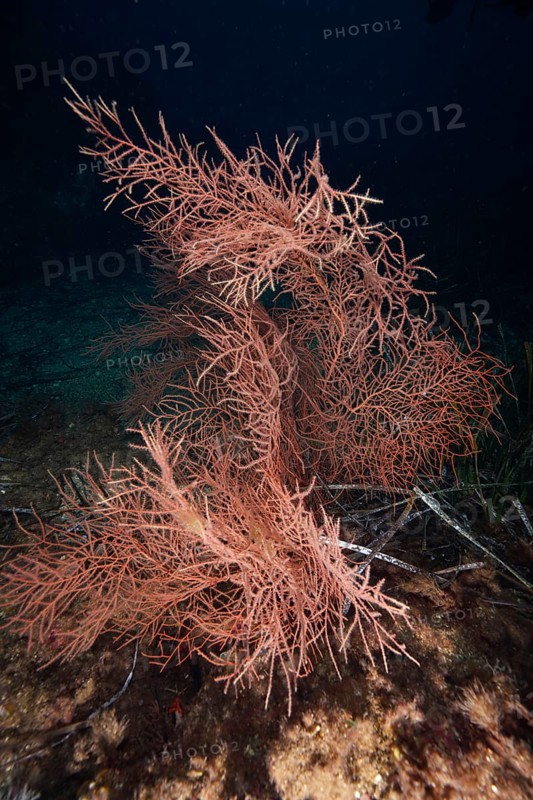 Orange fan coral (Lophogorgia ceratophyta) in a dark, deep stretch of sea in the Mediterranean near Hyères, Giens peninsula diving site, Porquerolles, Provence, Côte d'Azur, France