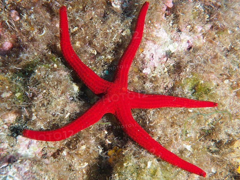 Bright red orange starfish (Hacelia attenuata) at the bottom of a reef in the Mediterranean near Hyères, Giens peninsula diving site, Porquerolles, Provence, Côte d'Azur, France