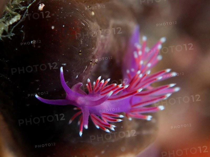 Bright red-purple thread snail (Edmundsella pedata) with tentacles against a dark background in the Mediterranean near Hyères, Giens peninsula diving site, Porquerolles, Provence, Côte d'Azur, France