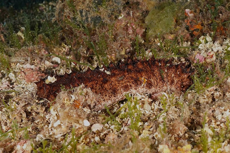 Brown tubular sea cucumber (Holothuria tubulosa), sea cucumber, on the seabed, surrounded by plants and substrate in the Mediterranean near Hyères, Giens peninsula diving site, Porquerolles, Provence, Côte d'Azur, France