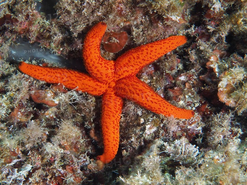 Bright red starfish (Echinaster sepositus) rests on a coral reef on the ocean floor in the Mediterranean near Hyères, Giens peninsula diving site, Porquerolles, Provence, Côte d'Azur, France