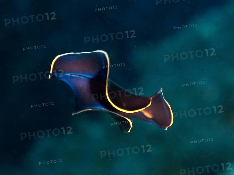 Mysterious black yelburn flatworm (Prostheceraeus splendidus), swirl worm, with simple yellow edges in the Mediterranean near Hyères, Giens peninsula diving site, Porquerolles, Provence, Côte d'Azur, France