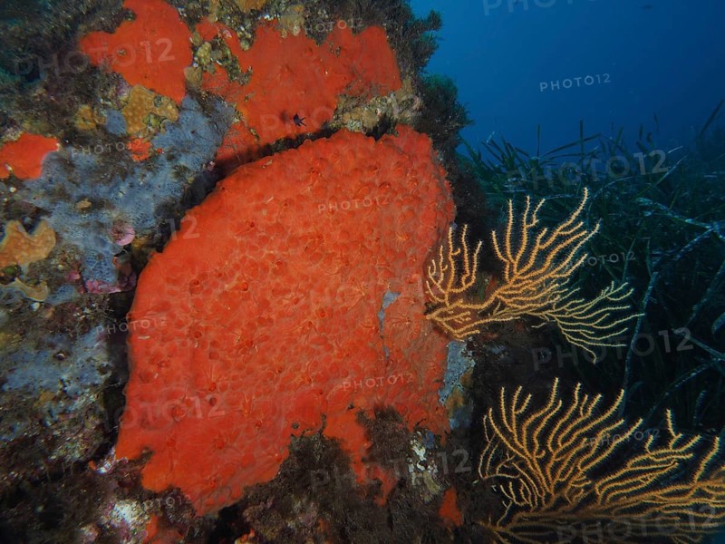 Large orange upholstery sponge (Reniera fulva) on sea wall, lined with corals and seagrass in the Mediterranean near Hyères, Giens peninsula diving site, Porquerolles, Provence, Côte d'Azur, France