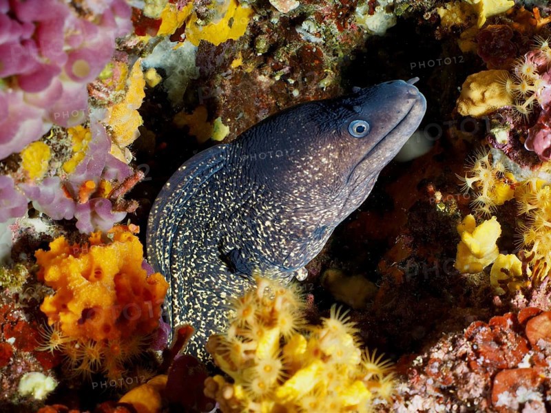A Mediterranean moray (Muraena helena) is hidden in a colorful underwater landscape with orange-yellow accents, in the Mediterranean near Hyères, Giens Peninsula diving site, Porquerolles, Provence, Côte d'Azur, France