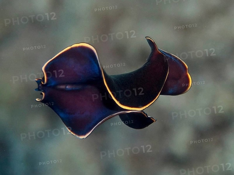 Curved black yelburn flatworm (Prostheceraeus splendidus), swirl worm, with bright yellow underwater in the Mediterranean near Hyères, Giens peninsula diving site, Porquerolles, Provence, Côte d'Azur, France