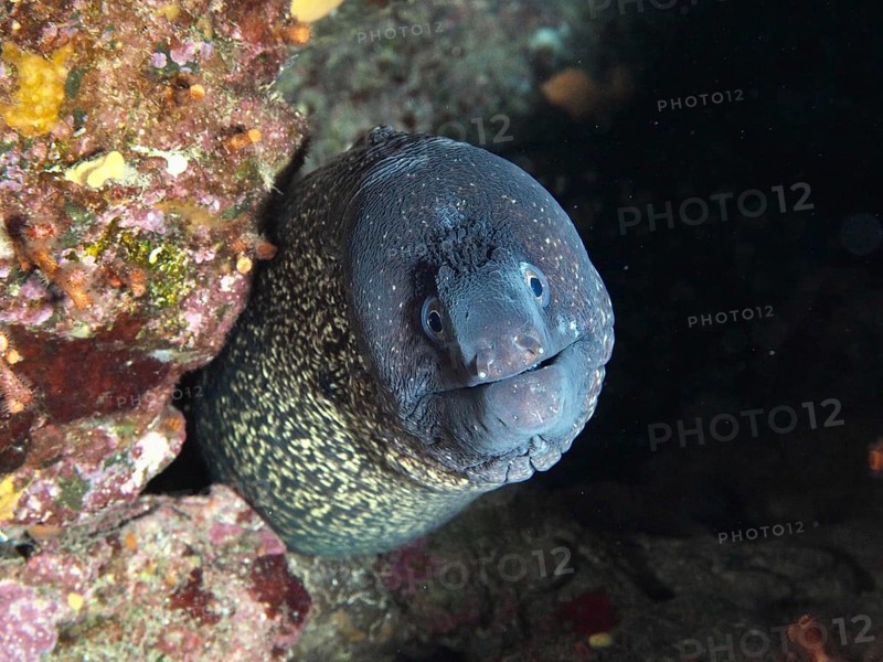 Close-up of a Mediterranean moray eel (Muraena helena) curiously looking out of a dark hole, in the Mediterranean near Hyères, Giens peninsula diving site, Porquerolles, Provence, Côte d'Azur, France