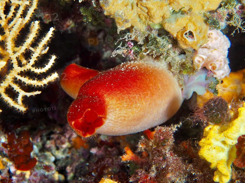 Red sea silk (Halocynthia papillosa) surrounded by corals and colorful underwater vegetation in the Mediterranean near Hyères, Giens peninsula diving site, Porquerolles, Provence, Côte d'Azur, France