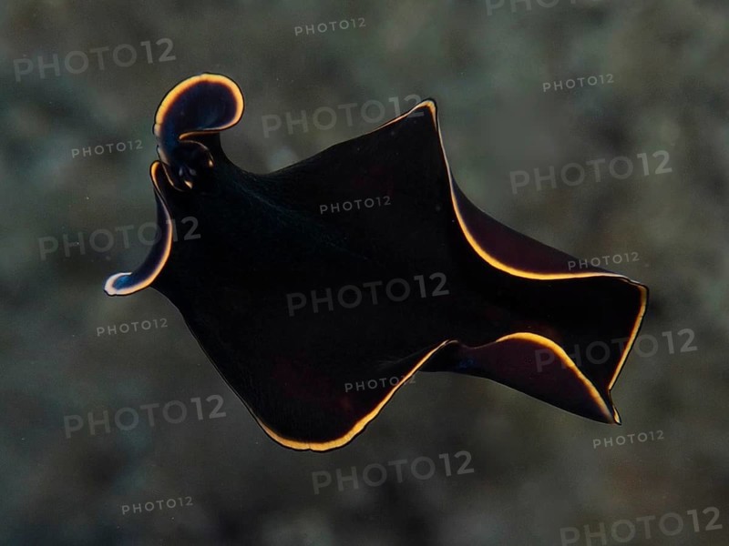Elegant black yelburn flatworm (Prostheceraeus splendidus), swirl worm, with glowing yellow edge in clear water in the Mediterranean near Hyères, Giens peninsula diving site, Porquerolles, Provence, Côte d'Azur, France