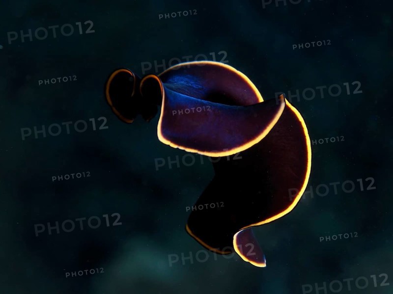 Black yellow-burn flatworm (Prostheceraeus splendidus), swirl worm, with curved body and yellow border in the Mediterranean near Hyères, Giens peninsula diving site, Porquerolles, Provence, Côte d'Azur, France